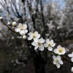 duminica floriilor 2025 traditii si obiceiuri de florii 67fb721a254e6