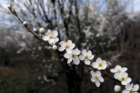 duminica floriilor 2025 traditii si obiceiuri de florii 67fb721a254e6