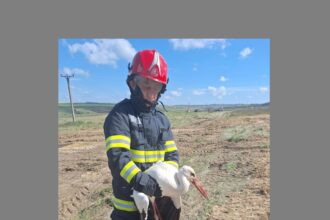 foto interventie atipica pentru pompierii din constanta au salvat o barza ranita 67fa2cb5a113c