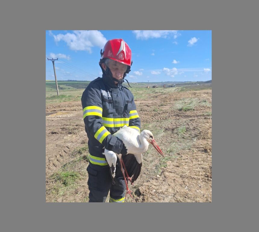 foto interventie atipica pentru pompierii din constanta au salvat o barza ranita 67fa2cb5a113c