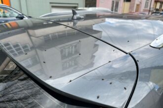 foto invazie de muste in constanta iata explicatia biologului adrian bilba 67f65849c9244