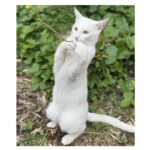 foto motanelul yuki a disparut in ziua de paste stapanii au nevoie de ajutorul nostru pentru a l gasi 68076104e40b5
