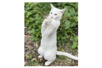 foto motanelul yuki a disparut in ziua de paste stapanii au nevoie de ajutorul nostru pentru a l gasi 68076104e40b5