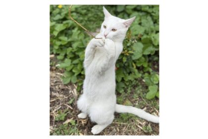 foto motanelul yuki a disparut in ziua de paste stapanii au nevoie de ajutorul nostru pentru a l gasi 68076104e40b5