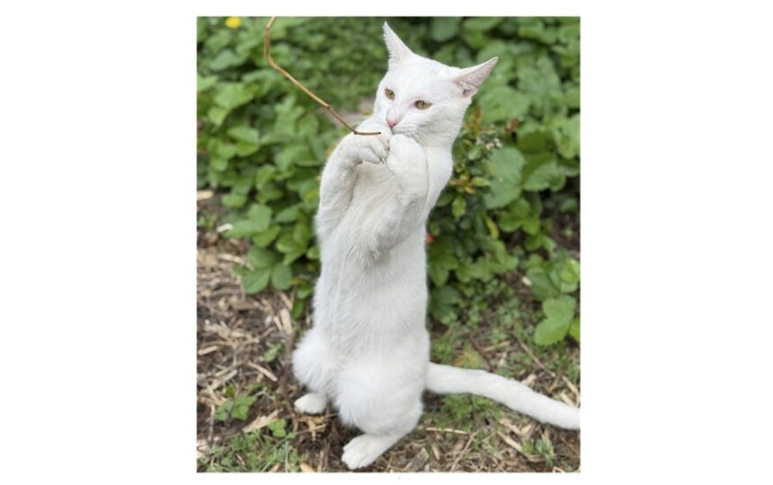 foto motanelul yuki a disparut in ziua de paste stapanii au nevoie de ajutorul nostru pentru a l gasi 68076104e40b5