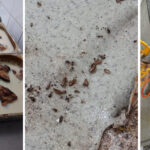 foto rugina mucegai si gandaci la restaurantul sofra din constanta a fost oprita activitatea 67f691308d93b