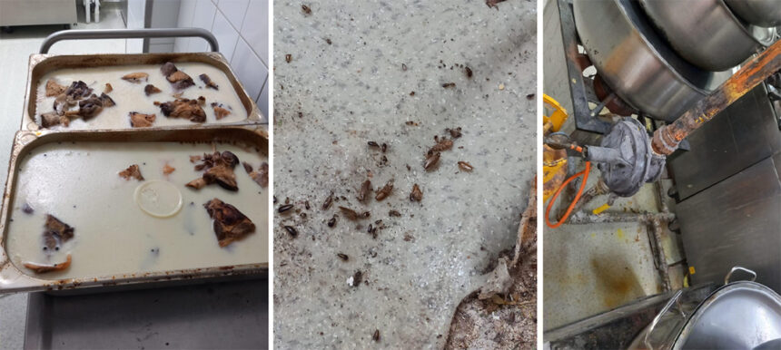foto rugina mucegai si gandaci la restaurantul sofra din constanta a fost oprita activitatea 67f691308d93b