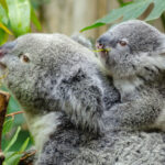 foto sute de koala sunt impuscati din elicoptere in australia multi pui sunt lasati sa sufere e dezgustator si crud care este motivul 680656659ef0c