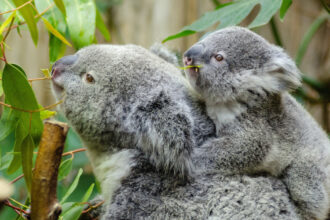 foto sute de koala sunt impuscati din elicoptere in australia multi pui sunt lasati sa sufere e dezgustator si crud care este motivul 680656659ef0c