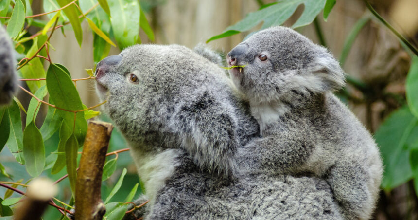 foto sute de koala sunt impuscati din elicoptere in australia multi pui sunt lasati sa sufere e dezgustator si crud care este motivul 680656659ef0c
