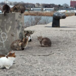 foto video felinele de pe digul pisicilor din mangalia rasfatate cu bunatati localnicii si turistii le au vizitat zilnic in minivacanta de paste 6806676c26e63