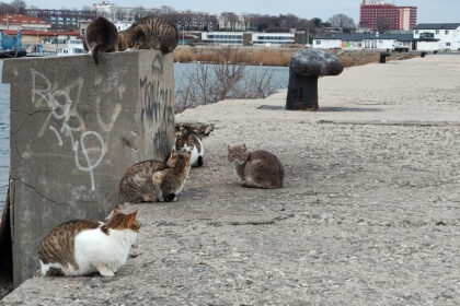 foto video felinele de pe digul pisicilor din mangalia rasfatate cu bunatati localnicii si turistii le au vizitat zilnic in minivacanta de paste 6806676c26e63