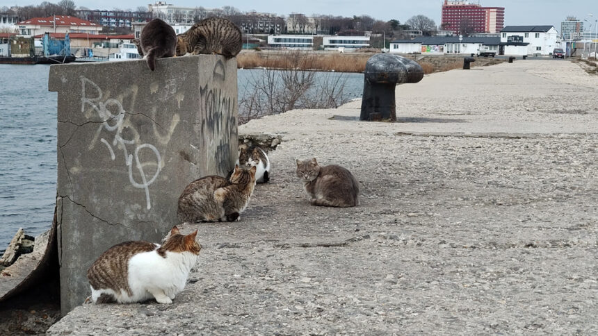 foto video felinele de pe digul pisicilor din mangalia rasfatate cu bunatati localnicii si turistii le au vizitat zilnic in minivacanta de paste 6806676c26e63