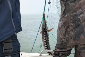 foto video pescador cu 2 tone de peste braconat prins langa mangalia 6809f2b24d77c