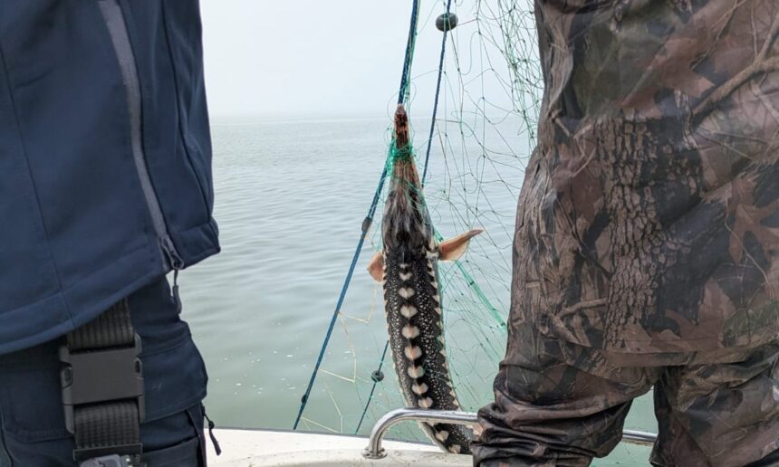 foto video pescador cu 2 tone de peste braconat prins langa mangalia 6809f2b24d77c