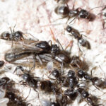 furnicile agresive care napadesc nordul germaniei micile invadatoare provoaca pene de curent si intrerup conexiunile la net 67f92cdd32315