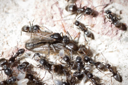 furnicile agresive care napadesc nordul germaniei micile invadatoare provoaca pene de curent si intrerup conexiunile la net 67f92cdd32315