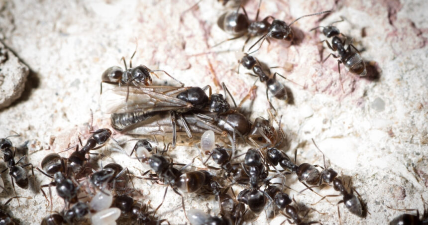 furnicile agresive care napadesc nordul germaniei micile invadatoare provoaca pene de curent si intrerup conexiunile la net 67f92cdd32315