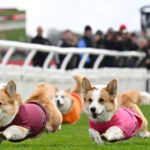 galerie foto distractie 100 britanica corgi derby cursa cainilor cu picioare scurte este un carnagiu absolut dar foarte distractiv 680544afdbef4