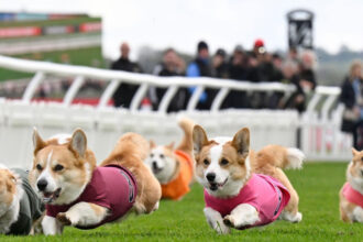 galerie foto distractie 100 britanica corgi derby cursa cainilor cu picioare scurte este un carnagiu absolut dar foarte distractiv 680544afdbef4