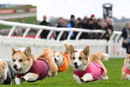 galerie foto distractie 100 britanica corgi derby cursa cainilor cu picioare scurte este un carnagiu absolut dar foarte distractiv 680544afdbef4