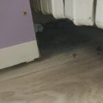 galerie foto protectia consumatorilor in control la scoala 30 din constanta dupa ce parintii au sesizat ca in clase colcaie gandacii 67f7ab5b6bd94