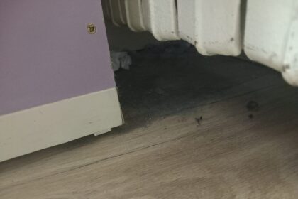 galerie foto protectia consumatorilor in control la scoala 30 din constanta dupa ce parintii au sesizat ca in clase colcaie gandacii 67f7ab5b6bd94