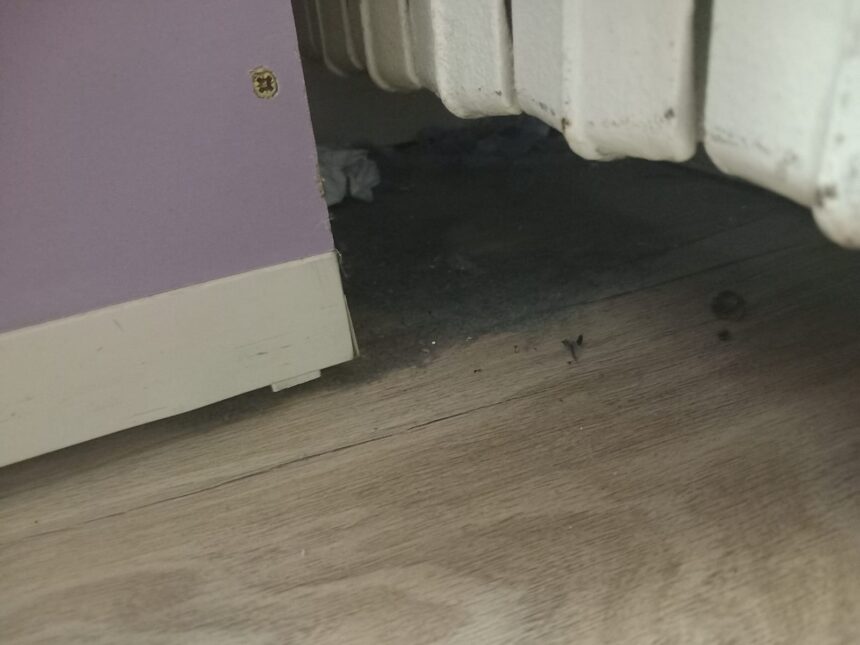 galerie foto protectia consumatorilor in control la scoala 30 din constanta dupa ce parintii au sesizat ca in clase colcaie gandacii 67f7ab5b6bd94