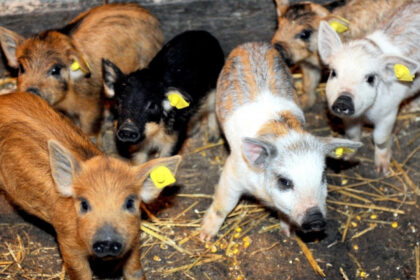 guvernul a alocat 15 milioane lei printr o schema de ajutor pentru crescatorii de porci din rasele bazna si mangalita 67ffb5bd33bfb