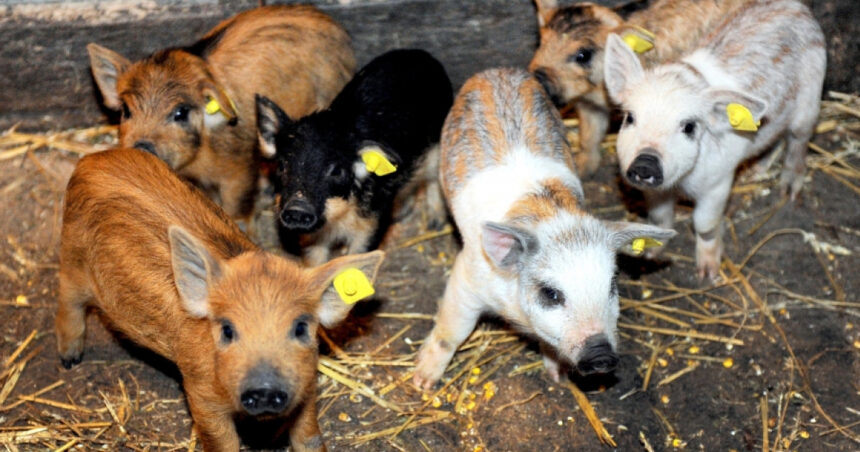 guvernul a alocat 15 milioane lei printr o schema de ajutor pentru crescatorii de porci din rasele bazna si mangalita 67ffb5bd33bfb