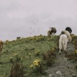 guvernul aloca bani ca febra aftoasa sa nu ajunga in romania 67ff9b10978c0