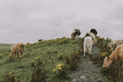 guvernul aloca bani ca febra aftoasa sa nu ajunga in romania 67ff9b10978c0