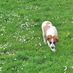 luna catelusa salvata din constanta a ajuns in franta o familie de romani i a schimbat destinul 6808851b985e7