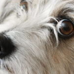 mai multi parlamentari sos romania propun infiintarea registrului national al persoanelor care au comis cruzimi asupra animalelor 6803542deab15
