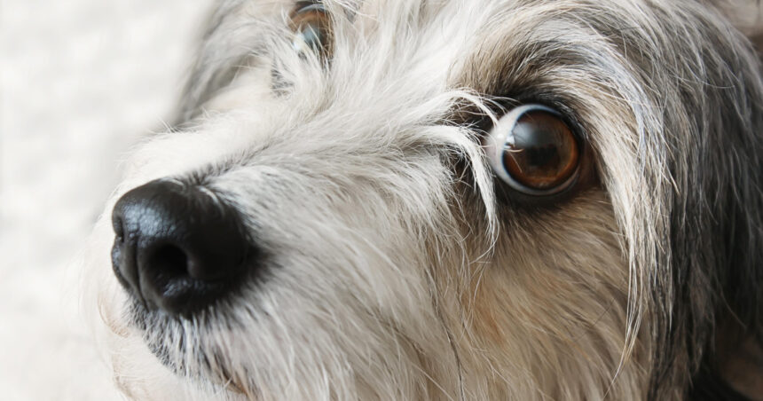 mai multi parlamentari sos romania propun infiintarea registrului national al persoanelor care au comis cruzimi asupra animalelor 6803542deab15