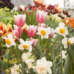 mesaje de florii 2025 vezi aici cele mai frumoase urari pentru cei ce poarta nume de floare 67fa89d8ef950