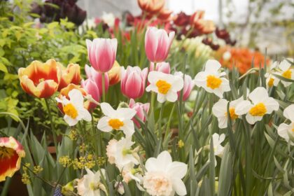 mesaje de florii 2025 vezi aici cele mai frumoase urari pentru cei ce poarta nume de floare 67fa89d8ef950