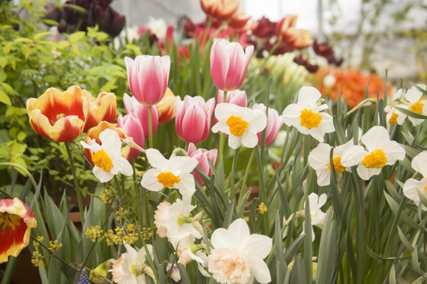 mesaje de florii 2025 vezi aici cele mai frumoase urari pentru cei ce poarta nume de floare 67fa89d8ef950