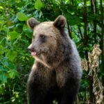 ministrul mediului in romania sunt intre 10 419 si 12 770 de ursi bruni 67f7d3f80799e