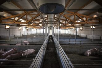 o fosta ferma de porci judetul constanta scoasa la vanzare intr un dosar de executare silita 67fb3f143159e
