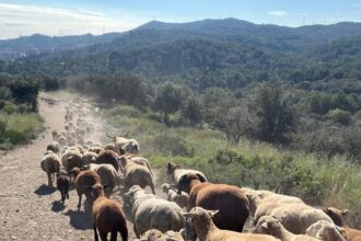 oi si capre angajate oficial de primaria barcelonei pentru a preveni incendiile din parcul collserola 68078623476d2