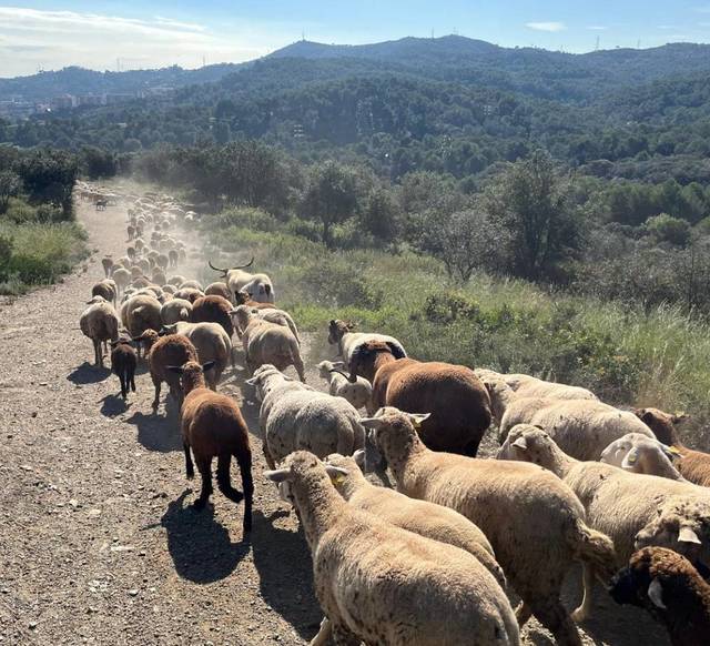 oi si capre angajate oficial de primaria barcelonei pentru a preveni incendiile din parcul collserola 68078623476d2