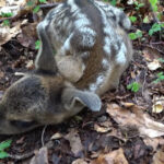 pericol pentru animalele de la zoo o caprioara de la gradina zoologica din craiova a murit dupa ce a fost hranita de turisti 680f28b9e97b9