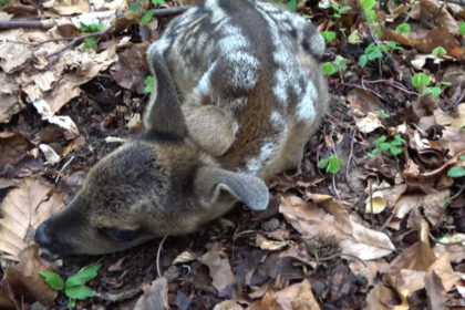 pericol pentru animalele de la zoo o caprioara de la gradina zoologica din craiova a murit dupa ce a fost hranita de turisti 680f28b9e97b9