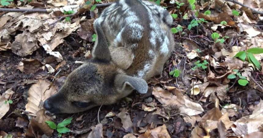 pericol pentru animalele de la zoo o caprioara de la gradina zoologica din craiova a murit dupa ce a fost hranita de turisti 680f28b9e97b9