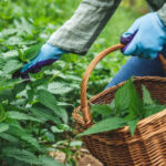 planta de primavara care are proprietati terapeutice specialistii sustin detoxifica organismul si elimina toxinele din corp 680b09e90e793