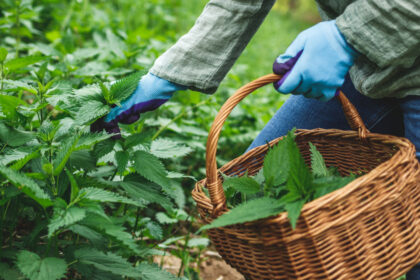 planta de primavara care are proprietati terapeutice specialistii sustin detoxifica organismul si elimina toxinele din corp 680b09e90e793