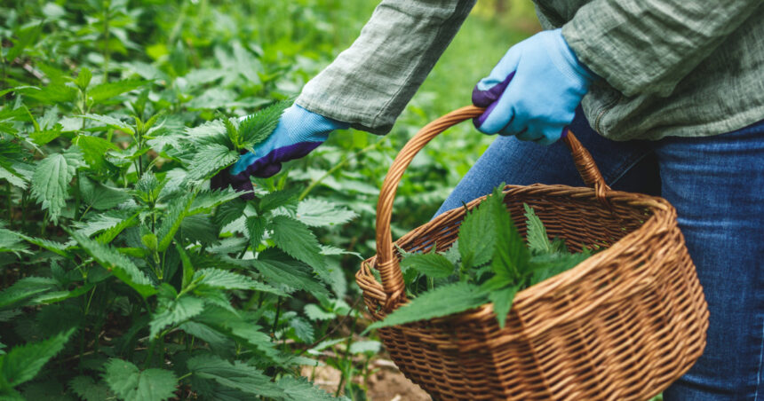 planta de primavara care are proprietati terapeutice specialistii sustin detoxifica organismul si elimina toxinele din corp 680b09e90e793