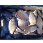 politistii din delta dunarii actiune fulger printre pescari dosare penale amenzi si peste confiscat iata cate infractiuni au fost constatate 68061db980d16
