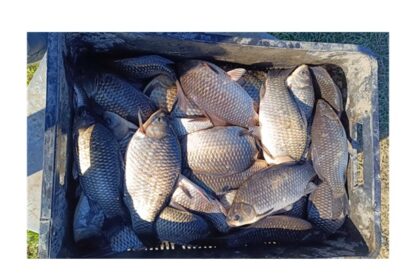 politistii din delta dunarii actiune fulger printre pescari dosare penale amenzi si peste confiscat iata cate infractiuni au fost constatate 68061db980d16